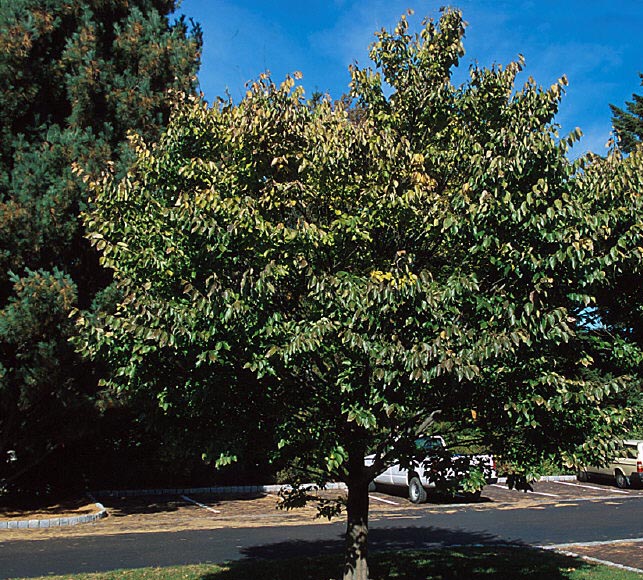 超特大 ハイノキ 株立 山取り 164 樹高2.3m位 常緑樹 高級樹 自然樹